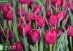 Tulipa World Bowl ® (3)